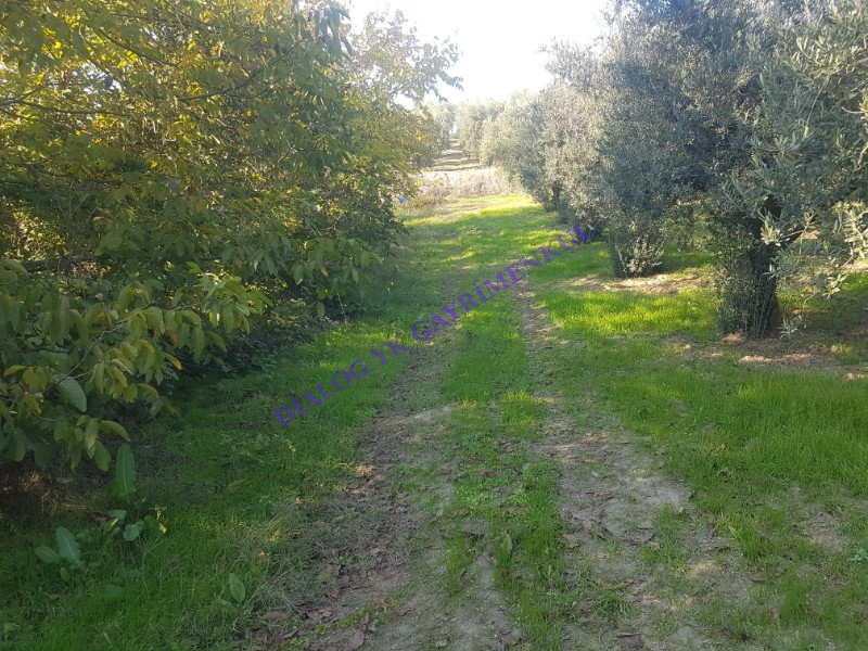 Konaklı da 416 m² Tek Tapu Tarla