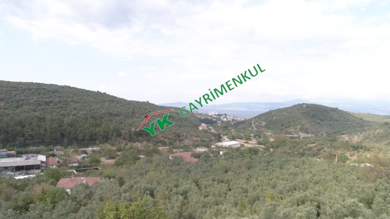 MUDANYA TALATBEY 6806 m² ZEYTİNLİK 